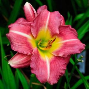 Liliowiec Ogrodowy MATROUSJKA