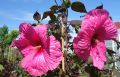 Hibiskus ROYAL GEM