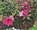 Hibiskus ROYAL GEM