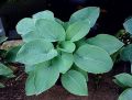 Funkia - Hosta BIG MAMA