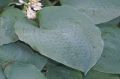 Funkia - Hosta BIG MAMA