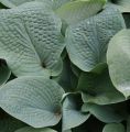 Funkia - Hosta BIG MAMA