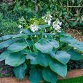 Funkia - Hosta BRESSINGHAM BLUE