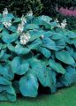 Funkia - Hosta BRESSINGHAM BLUE