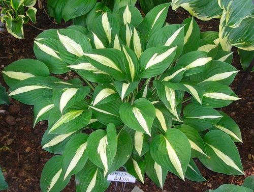 Funkia - Hosta WHITE BIKINI