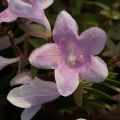 Abelia Grandiflora PINKY BELLS