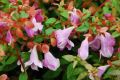 Abelia Grandiflora PINKY BELLS