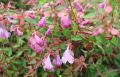 Abelia Grandiflora PINKY BELLS