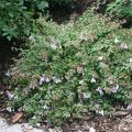 Abelia Grandiflora PINKY BELLS