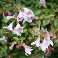 Abelia Grandiflora PINKY BELLS