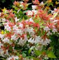 Abelia Wielkokwiatowa