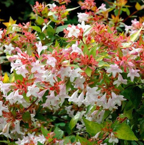 Abelia Wielkokwiatowa