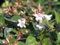 Abelia Wielkokwiatowa