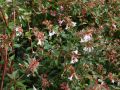 Abelia Wielkokwiatowa