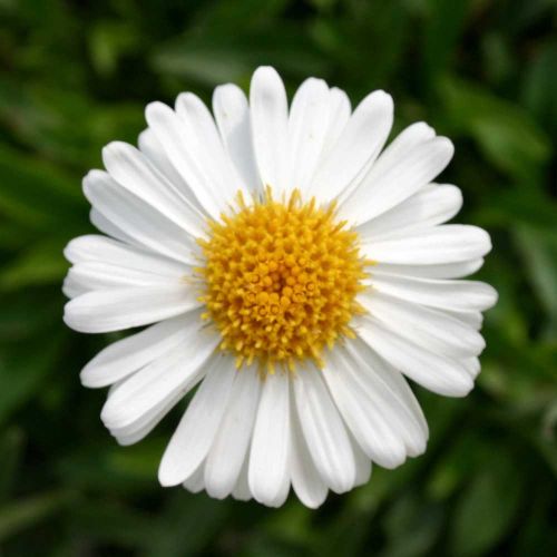 Aster Alpejski ALBUS