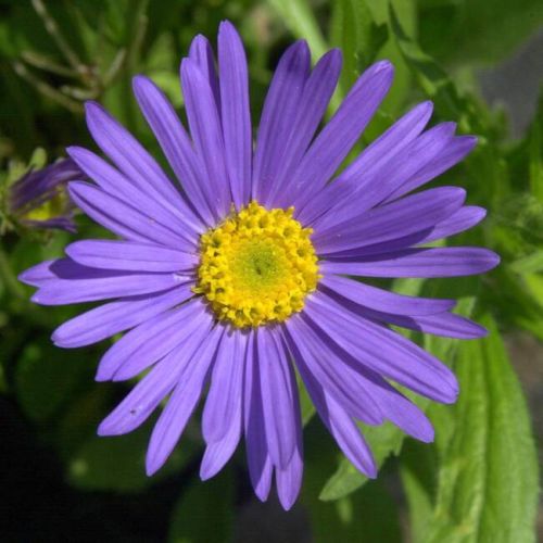 Aster Alpejski DUNKLE SHONE