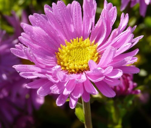 Aster Alpejski HAPPY END