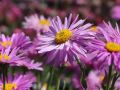 Aster Alpejski HAPPY END