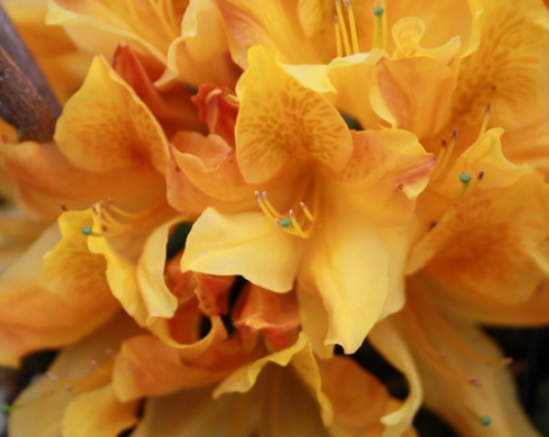 Azalia wielkokwiatowa CHRISTOPHER WREN