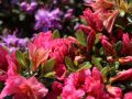 Azalia japońska GEISHA DUNKELROSA MICHIKO