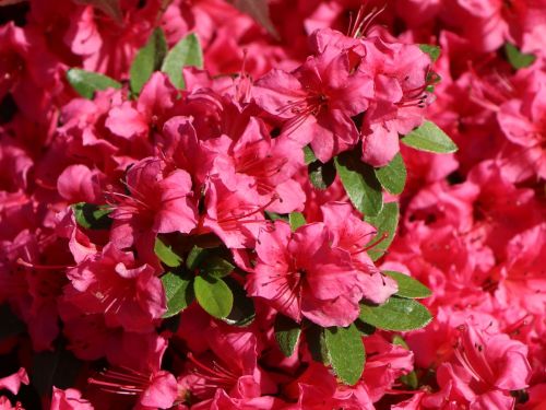 Azalia japońska GEISHA DUNKELROSA MICHIKO