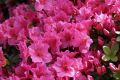 Azalia japońska GEISHA DUNKELROSA MICHIKO