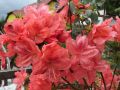 Azalia japońska MORAVA