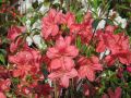 Azalia japońska MORAVA