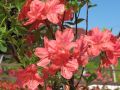 Azalia japońska MORAVA
