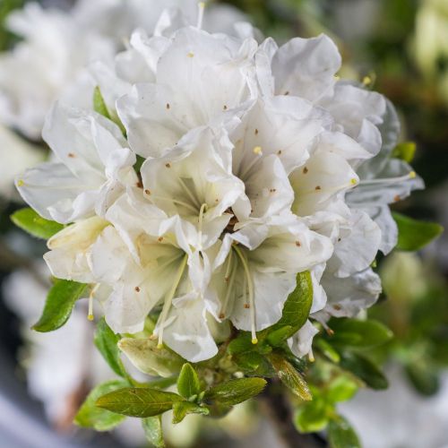 Azalia japońska PANDA