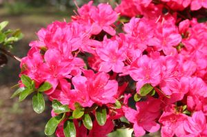 Azalia japońska RUBINETTA