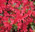 Azalia japońska TOREADOR