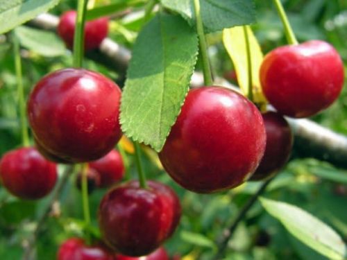 Wiśnia DEBRECZYN w doniczce