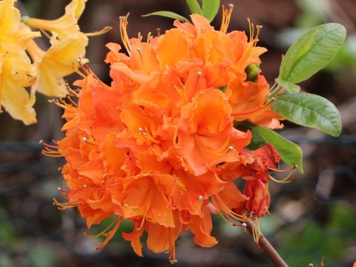 Azalia MANDARIN LIGHTS