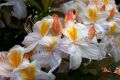 Azalia wielkokwiatowa SILVER SLIPPER