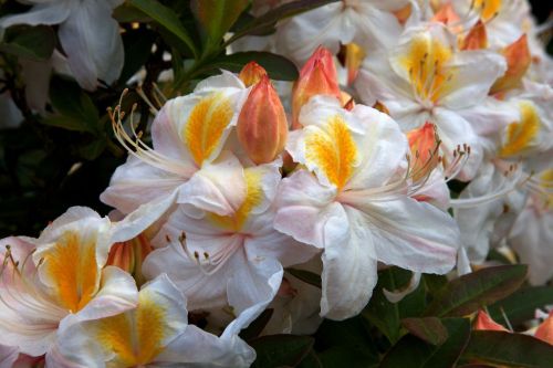 Azalia wielkokwiatowa SILVER SLIPPER