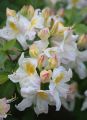 Azalia wielkokwiatowa SILVER SLIPPER