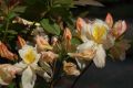 Azalia wielkokwiatowa SILVER SLIPPER