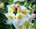 Azalia wielkokwiatowa SILVER SLIPPER