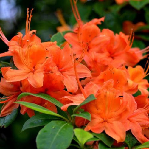 Azalia wielkokwiatowa SPEAK'S ORANGE