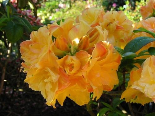 Azalia wielkokwiatowa CSARDAS