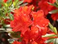 Azalia wielkokwiatowa FEUERWERK