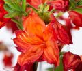 Azalia wielkokwiatowa FEUERWERK