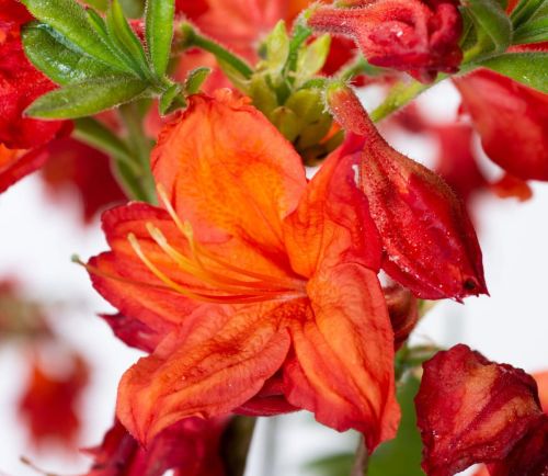 Azalia wielkokwiatowa FEUERWERK