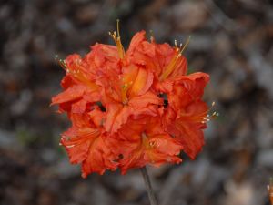 Azalia wielkokwiatowa FIREBALL