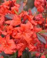 Azalia wielkokwiatowa FIREBALL