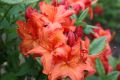 Azalia wielkokwiatowa FIREBALL