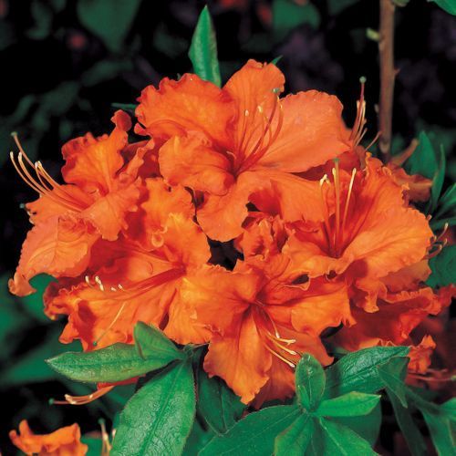 Azalia wielkokwiatowa GIBRALTAR