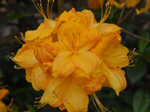 Azalia wielkokwiatowa KLONDYKE