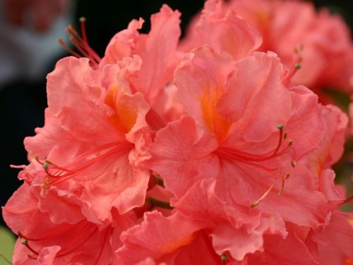 Azalia wielkokwiatowa SARINA